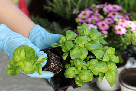 Closeup of woman's hands transplanting aromatic plants to pot.