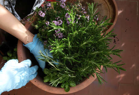 Closeup of woman's hands transplanting aromatic plants to pot.