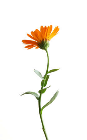 Calendula flower isolated on white backgroundの写真素材