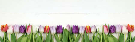 Colored tulips in white background