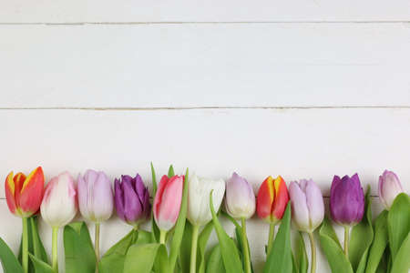 Colored tulips in white backgroundの写真素材