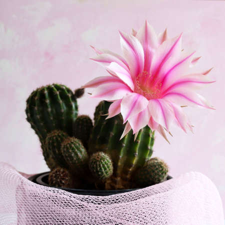 Beautiful Easter Lily Cactus with flower isolated on white background with shades of pink. Echinopsis oxygona. Copy space.の写真素材
