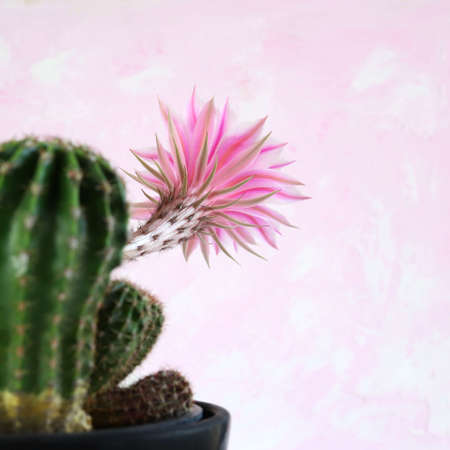 Beautiful Easter Lily Cactus with flower isolated on white background with shades of pink. Echinopsis oxygona. Copy space.の写真素材