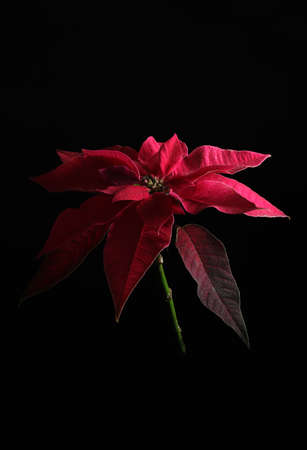 Closeup of red poinsettia flower, also known as the Christmas star or Bartholomew star isolated on dark background. Concept of Winter holiday Christmas.の写真素材