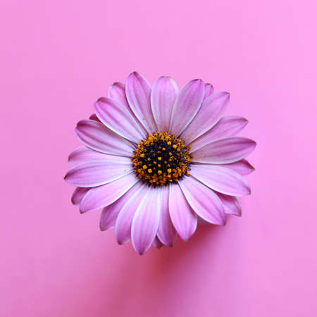 Pink daisies or Osteospermum
