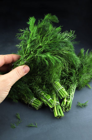 Bunches of fresh dill isolated on gray background.の写真素材