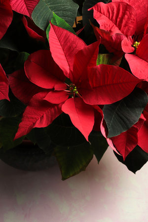 Red Christmas flower poinsettia.の写真素材