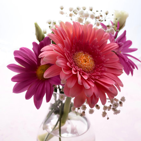 Colorful pink daisy gerbera flowers in a vase on white background. Closeup.の写真素材