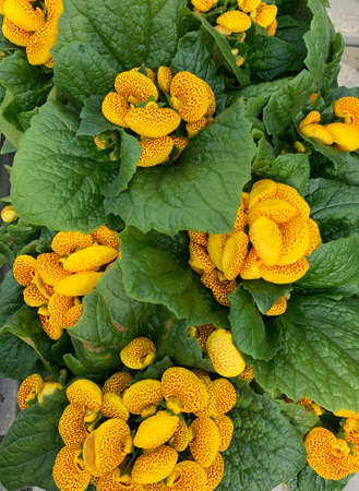 Pocketbook plant. Calceolaria. High angle view.の写真素材