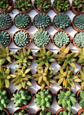Mini cactus plants. High angle view.の写真素材