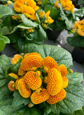 Pocketbook plant. Calceolaria. High angle view.の写真素材