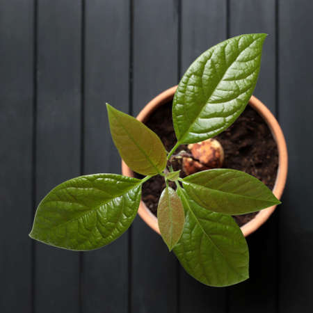 A young fresh avocado sprout with leaves grows from a seed in a pot on wooden table. Directly above.