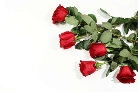 Red roses isolated on white background. Valentine's day, Birthday, Mother's day, wedding, anniversary. Flat lay. Directly above. Copy space.の写真素材