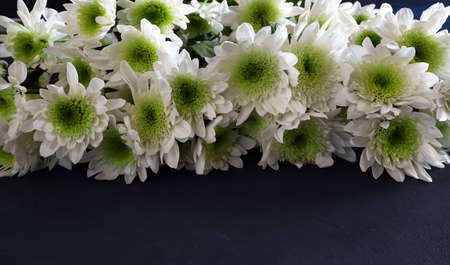 Beautiful Chrysanthemum flowers. Autumn flowers.の写真素材