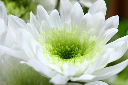Chrysanthemum flowers on black background. Autumn flowers.の写真素材
