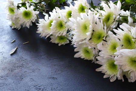 Beautiful Chrysanthemum flowers. Autumn flowers.の写真素材
