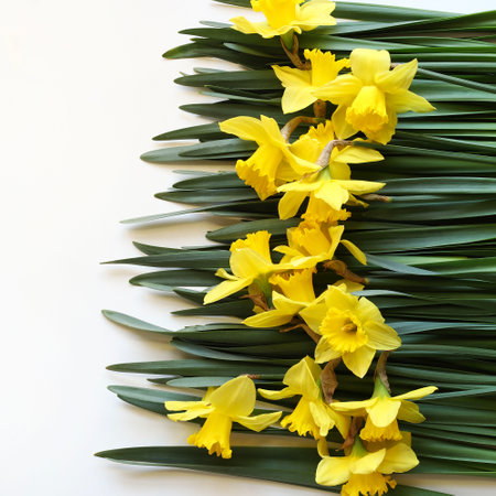 Beautiful yellow narcissus flower on white background. Directly above.の写真素材