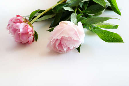 Beautiful pink peonies flowers isolated on a white background.の写真素材