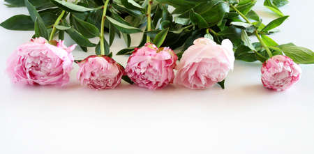 Beautiful pink peonies flowers isolated on a white background.