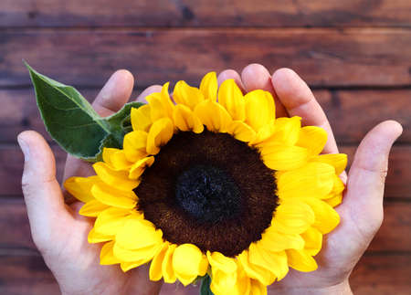 Sunflower isolated on wooden background. Directly above. Copy space.の写真素材