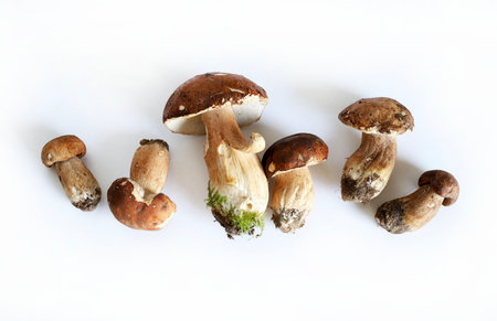 Porcini mushrooms isolated on a white background. Fresh autumn forest mushroom. Edible mushrooms.の写真素材