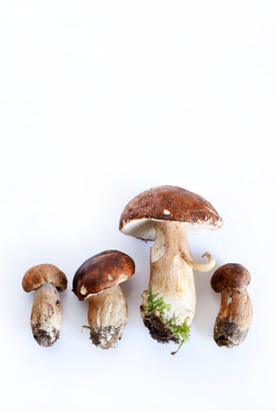Porcini mushrooms isolated on a white background. Fresh autumn forest mushroom. Edible mushrooms.