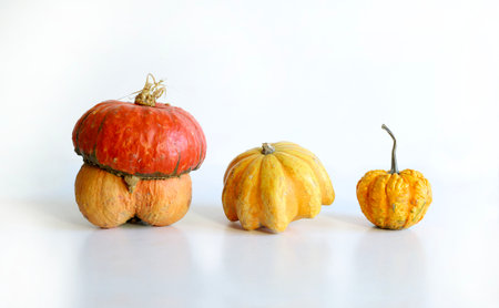 Three pumpkins isolated on white background with copy space. Autumn concept.の写真素材