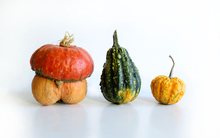 Three pumpkins isolated on a white background. Autumn still life.の写真素材