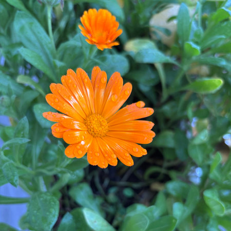 Calendula officinalis. Marigold flower in the garden.の写真素材
