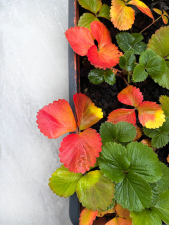 Red and green leaves of strawberry plant in a potle backgroundの写真素材