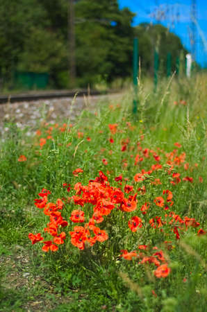 Bundle of poppies at the edge of a railroad.の写真素材