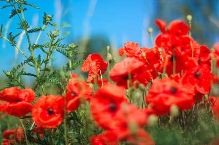 Clump of red poppies on a superb sunny day.の写真素材