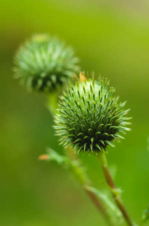 Macro-photography of a bud of thistle with a green backgroundの写真素材