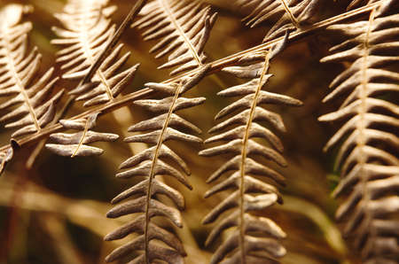 Closeup of a leaf of faded brownish fern.の写真素材