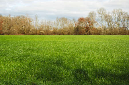 Fields of grass with a row of background trees.