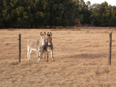donkeysの写真素材