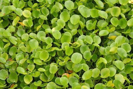 Green water hyacinth leaves growing in a pondの写真素材
