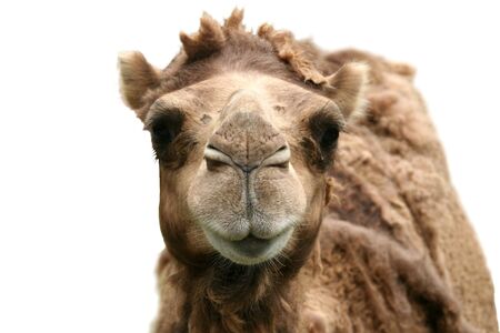 Front view of a camelの写真素材