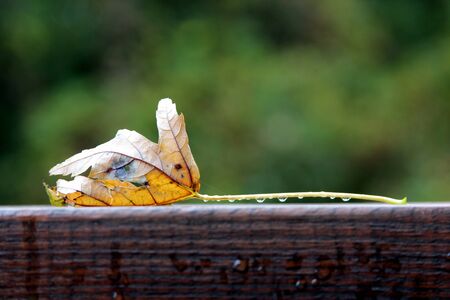 Single yellow leaf with water dropsの写真素材