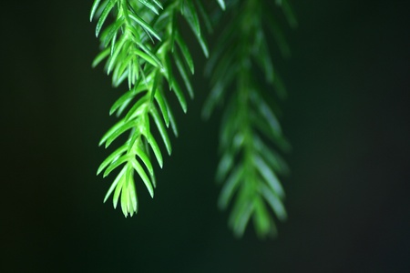 Close up of Norfolk Island Pine needles