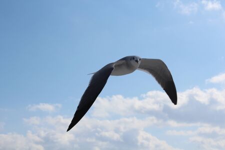 Seagull looking at the cameraの写真素材