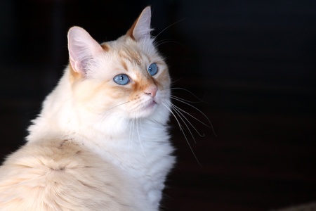 Blue eyed flame point siamese catの写真素材