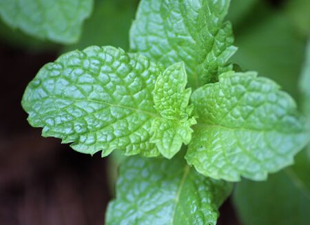 Mint herb leaves