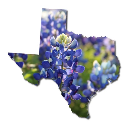 Texas and bluebonnetsの写真素材