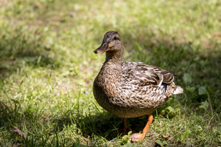 duck on the green grass in the park in the summer.