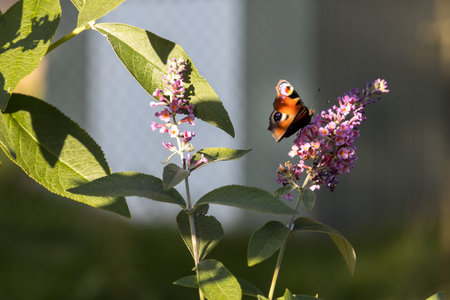 butterfly peacock eye on buddleja davidii