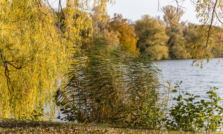 autumn landscape with willow trees on the shore of the lakeの写真素材