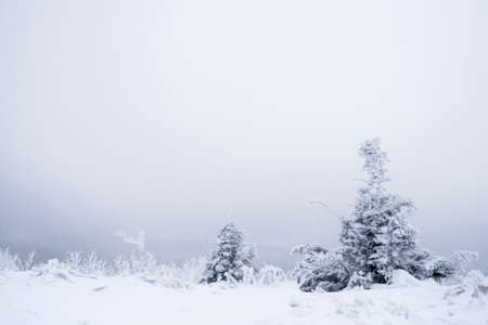 Trees at winterの写真素材