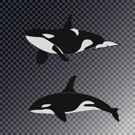 Marine background with a killer whale jumping out of waterのイラスト素材