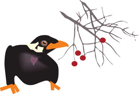 This mina blackbird is a fun companion repeating the words you say. のイラスト素材